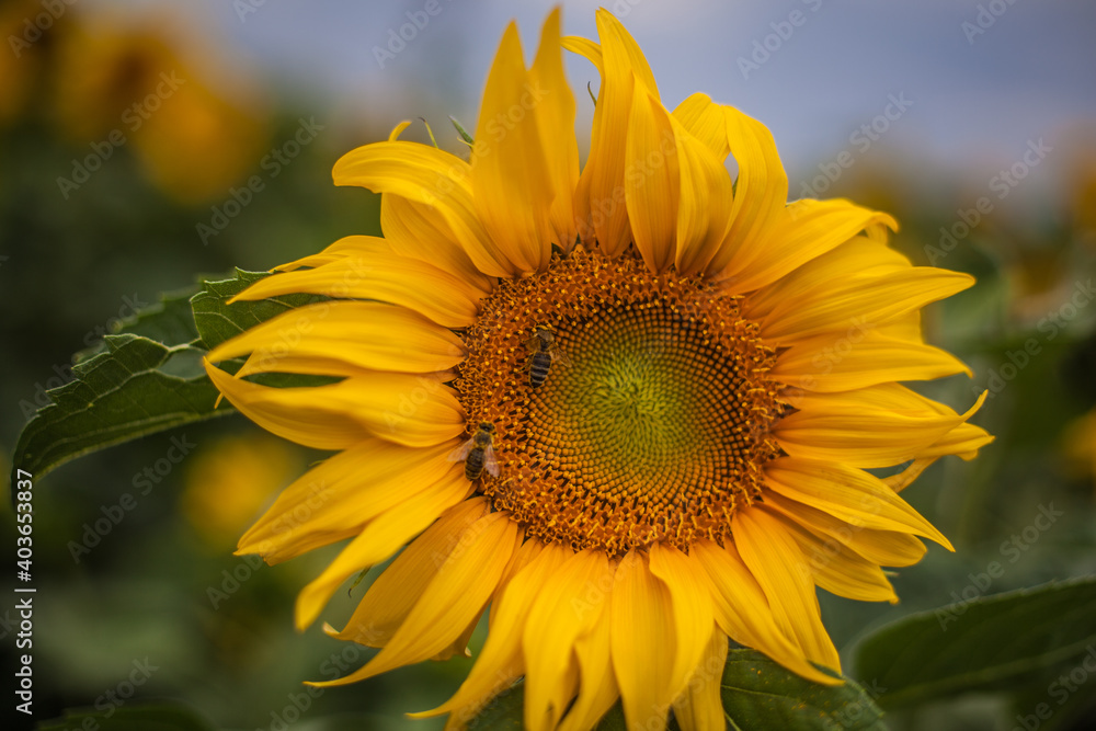 Fototapeta premium sunflower on the field
