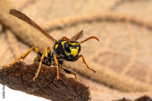 Portrait of a house field wasp crawling over a leaf