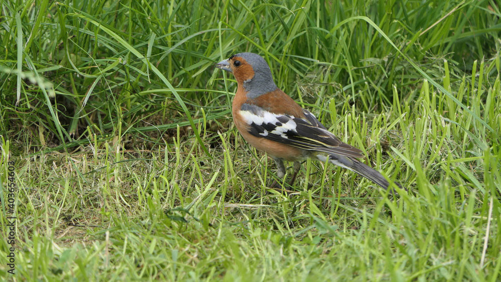 Chaffinch feeding from the ground in UK Chaffinch feeding from the ground in UK