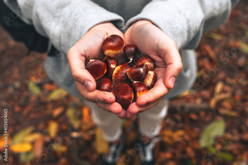 Young female hands holding some 
chestnut during autumn