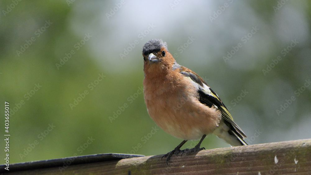 Fototapeta premium Chaffinch sitting on a fence UK