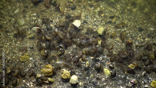 Crayfish Gammarus on the edge of the shore at the water's edge in the estuary. Tiligul Liman photo