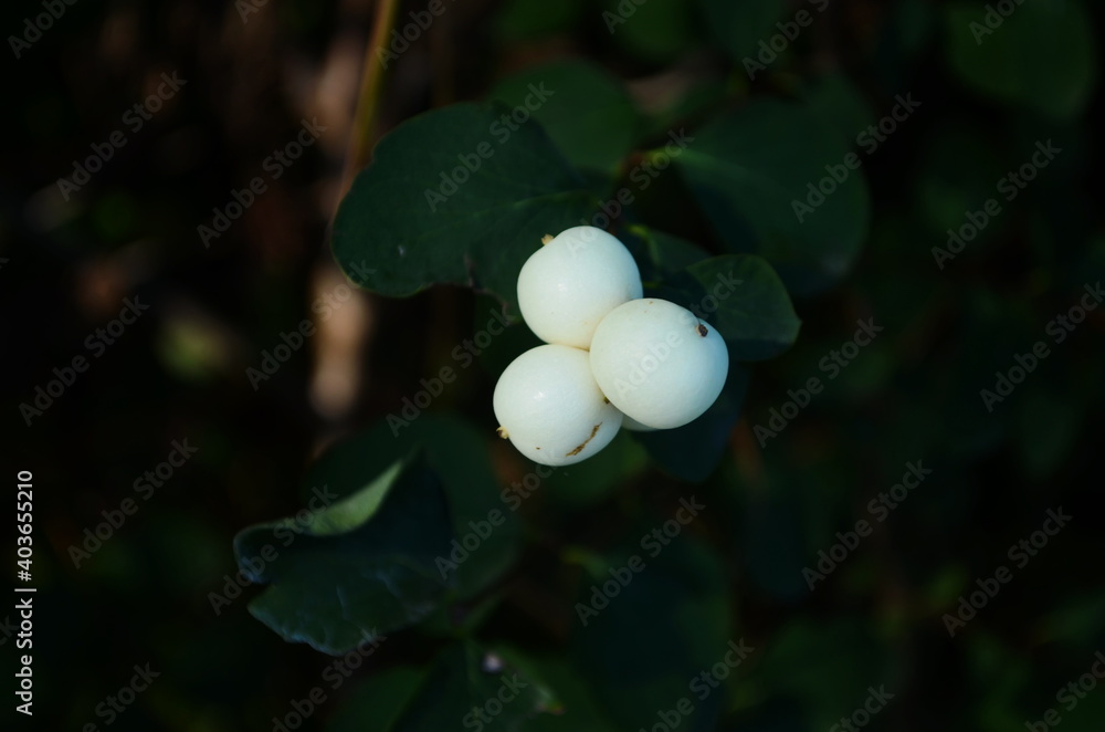 Branches with white berries of Symphoricarpos albus, commonly known as the snowberry, in the garden. Branches with white berries of Symphoricarpos albus, commonly known as the snowberry, in the garden.