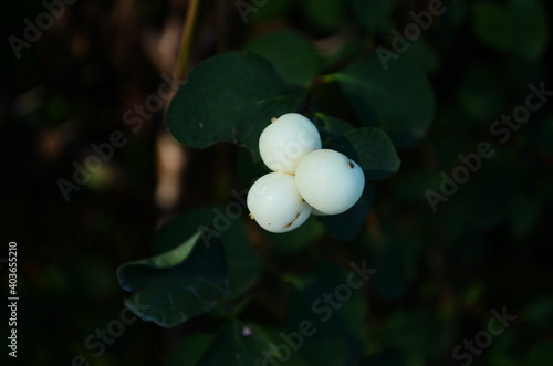 Branches with white berries of Symphoricarpos albus, commonly known as the snowberry, in the garden.