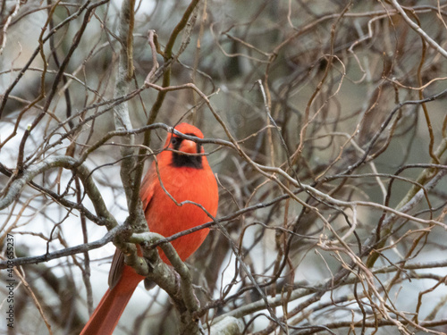 cardinal on a branch © DELIGHTFUL PHOTOS 