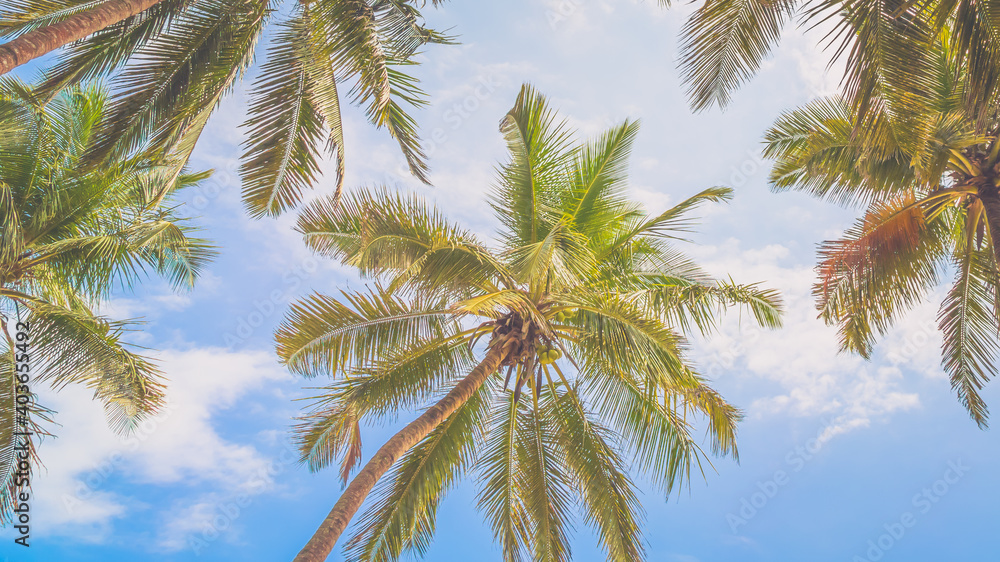 Fototapeta palm tree and blue sky, background