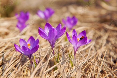 Blossoming blue crocuses with crawling lady bug on them