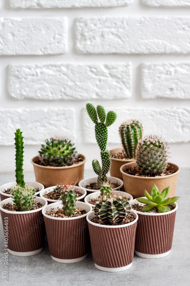 Cactus and succulent plants collection in paper cups. Home garden Cactus and succulent plants collection in paper cups. Home garden