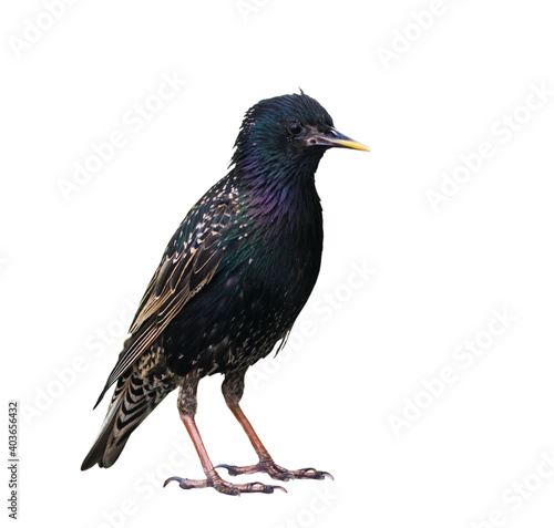 Foto Birds