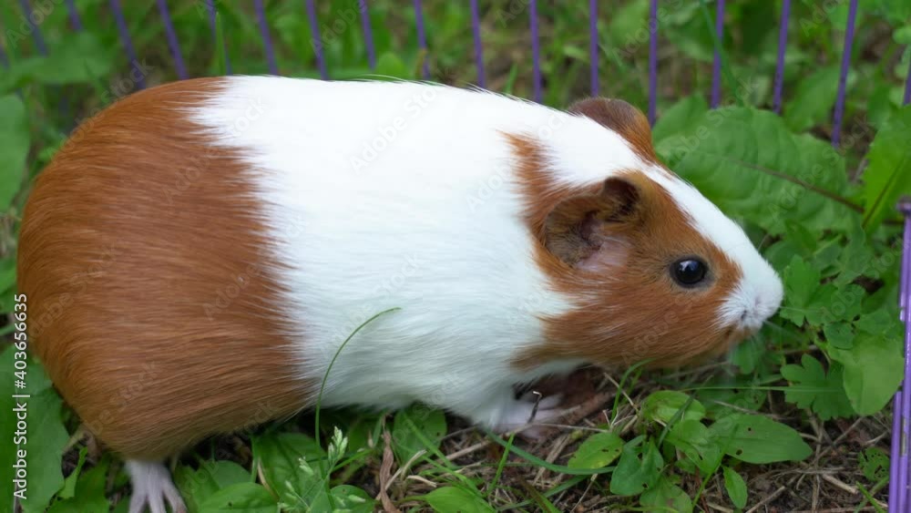 Closeup view 4k video of cute small home pet white and brown guinea pig eating fresh green plants and grass outdoors on countryside lawn Closeup view 4k video of cute small home pet white and brown guinea pig eating fresh green plants and grass outdoors on countryside lawn