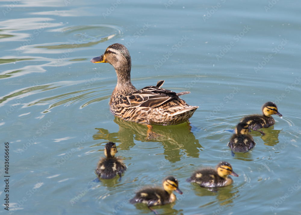 Mallard (female) and five ducklings swimming in the water Mallard (female) and five ducklings swimming in the water