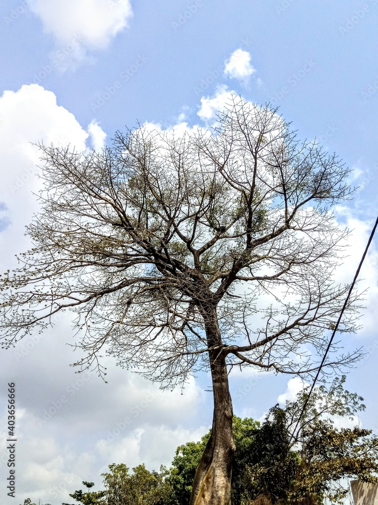 Obraz premium tree in the sky