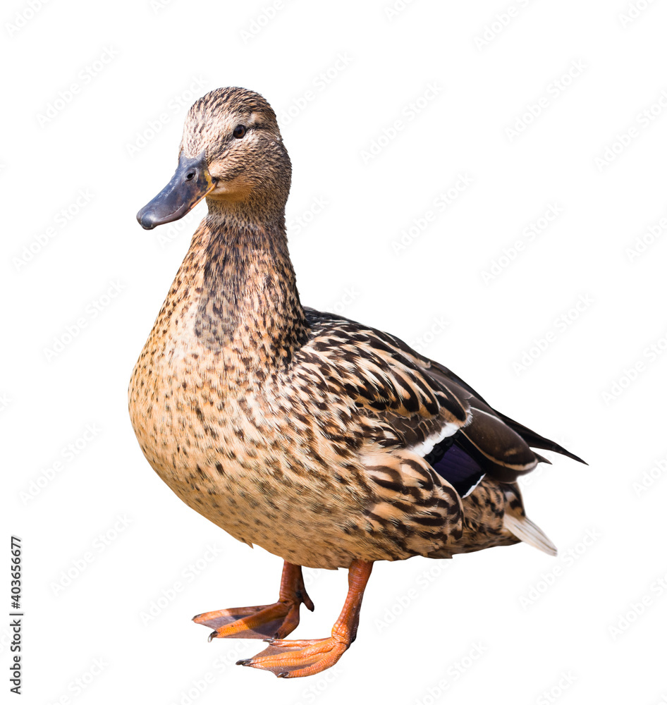 The mallard or wild duck (Anas platyrhynchos), isolated on white background The mallard or wild duck (Anas platyrhynchos), isolated on white background