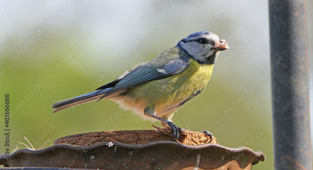 Blue Tit sitting on a bird table