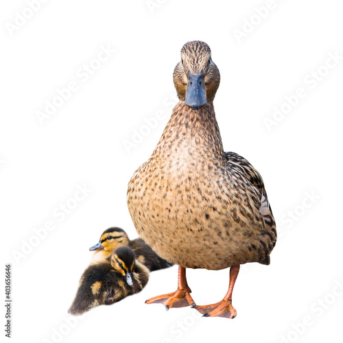 Birds. The mallard or wild duck (Anas platyrhynchos) and its two small ducklings, isolated on white background