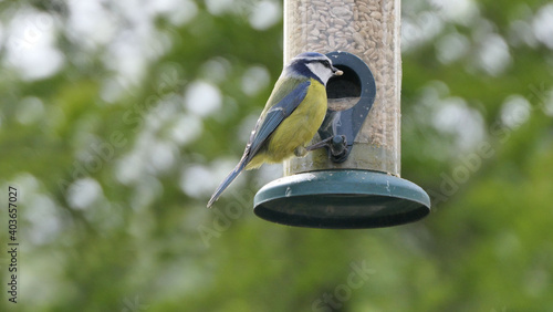 Blue Tit sitting on a bird table in UK © peter