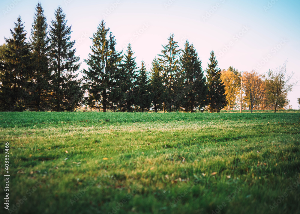 Fototapeta premium autumn in the forest