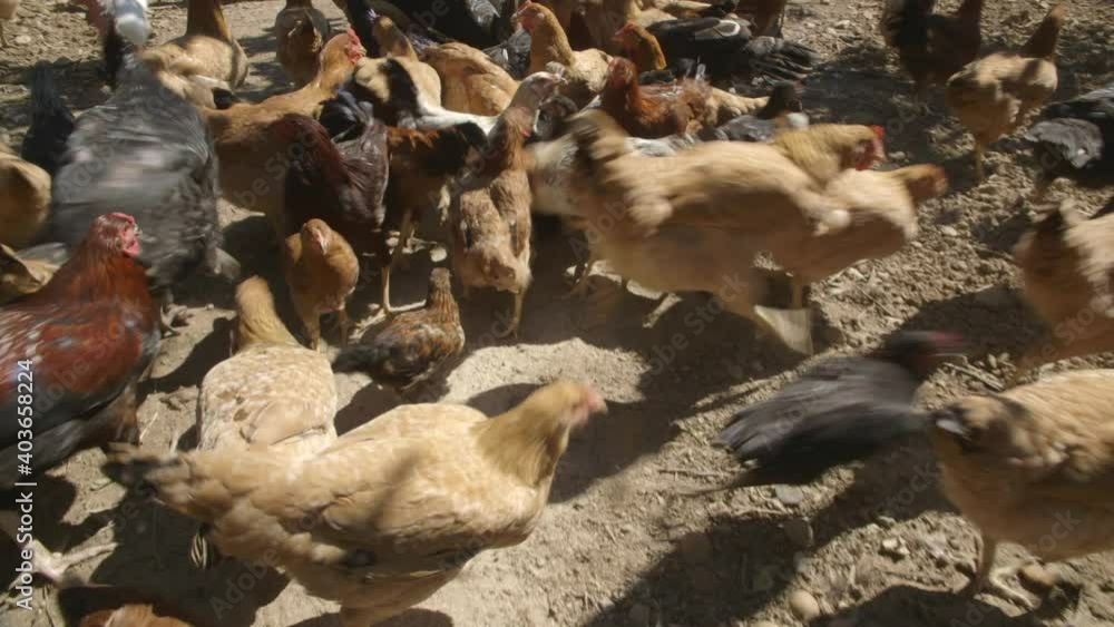 Free range chickens roam happy and free in the sunshine on a sustainable farm. Free range chickens roam happy and free in the sunshine on a sustainable farm.