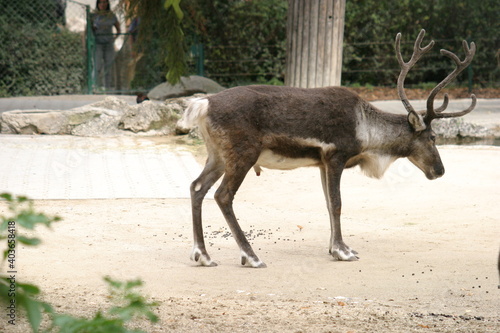 A reindeer (Rangifer taradus) standing in its enclosure in a zoo