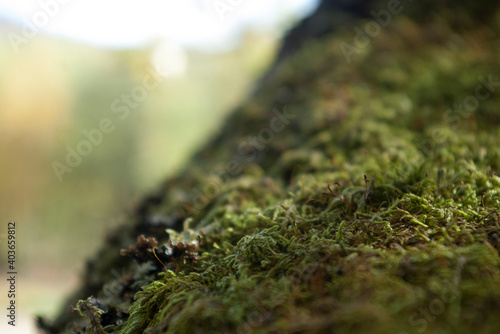 green moss on the tree close up, background 