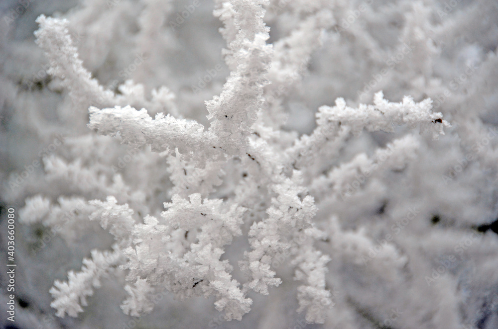 Ice Crystals, Hoarfrost On A Bush