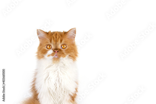 Red fluffy cat on a white isolated background. Scottish long-haired ginger cat.