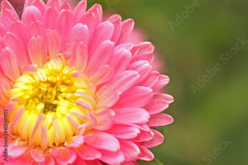 Pink aster with yellow centre on green background