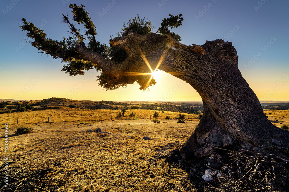 Holm oak tree with long branches in the countryside and sunset on the horizon.
