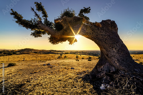 Holm oak tree with long branches in the countryside and sunset on the horizon.  © josemiguelsangar