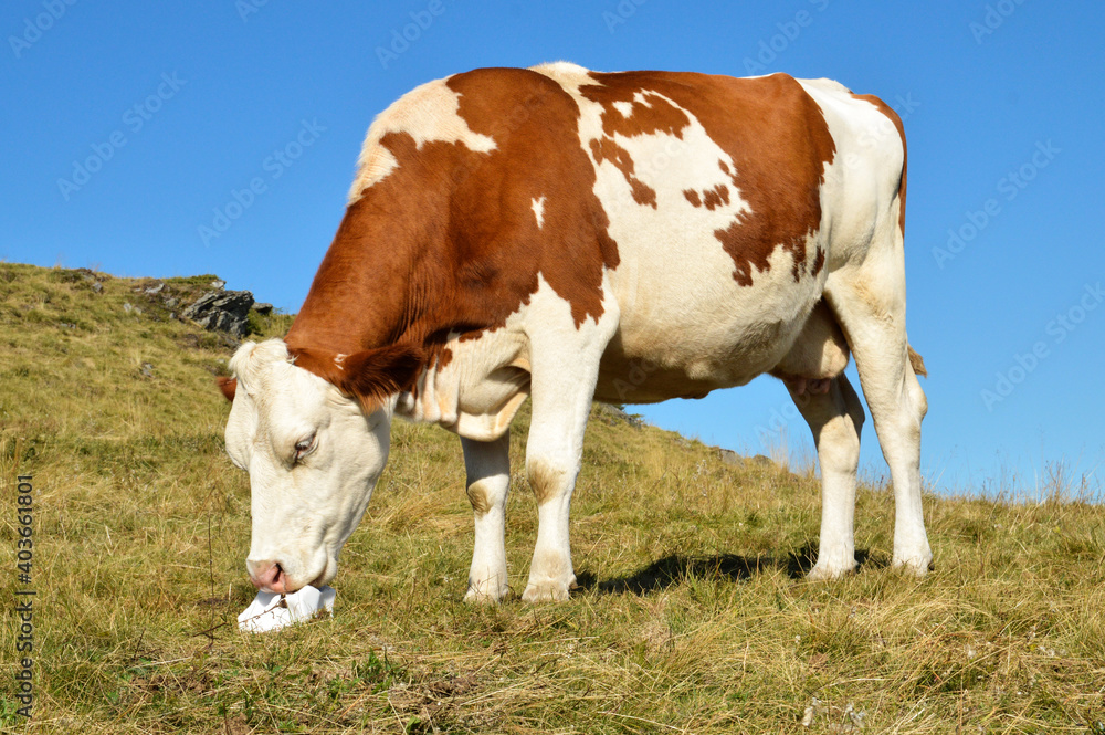 Montbeliarde dairy cow in a field licking a salt stone.