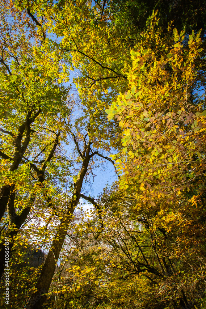 autumn leaves autumn leaves