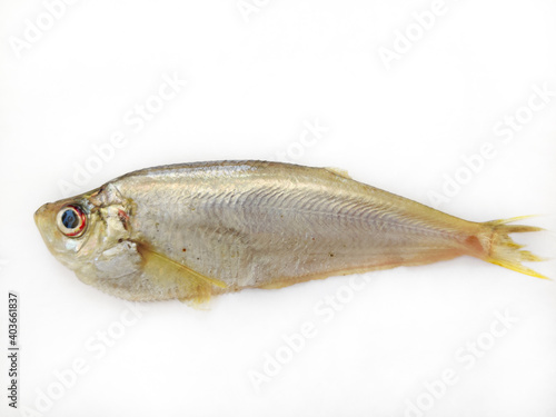 Close up view of Malabar Thryssa ( Malabar Anchovy) isolated on white background.Selective focus.