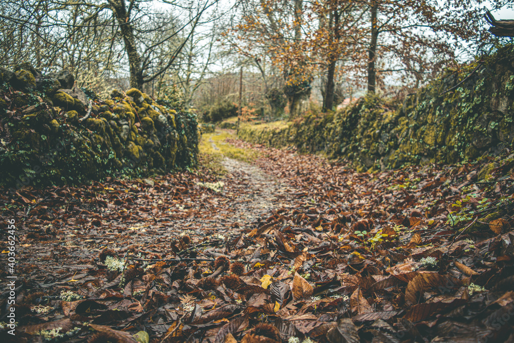 Obraz premium camino de hojas