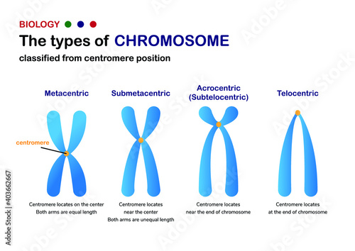 Biology diagram show classification of chromosome base on position of centromere photo