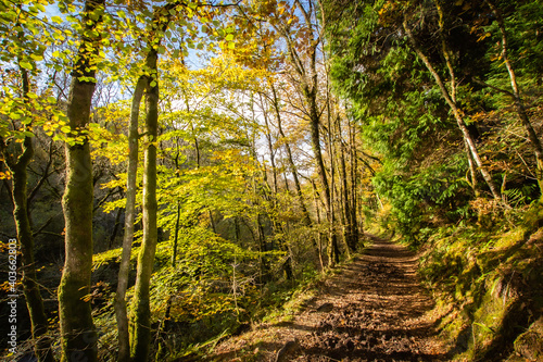 path in the forest