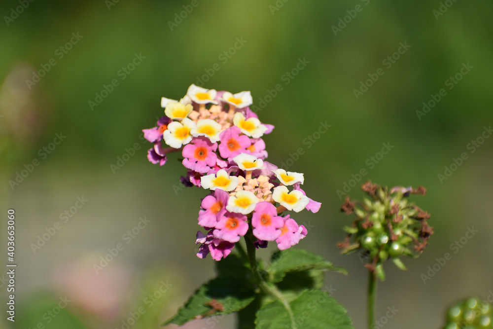 bush with pink beautiful flowers on green leaves
bush with pink beautiful flowers on green leaves