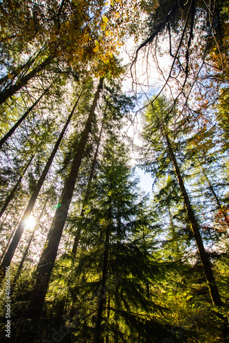 forest in autumn