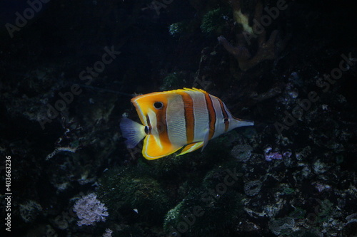 A butterfly fish swimming in its tropical, salt-water aquarium photo