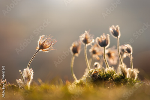 Withering greater pasque flowers (pulsatilla grandis) in the late afternoon light.