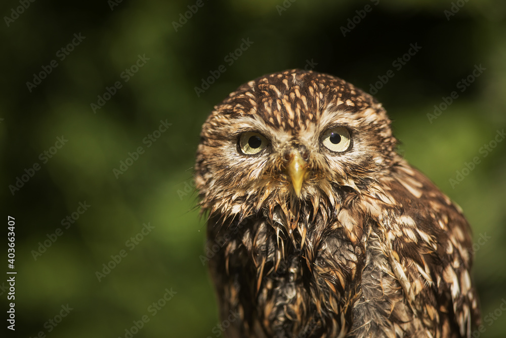 Obraz premium little owl (Athene noctua) portait close up
