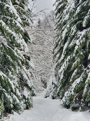 Wald im Schnee, Hunsrück 2020 photo