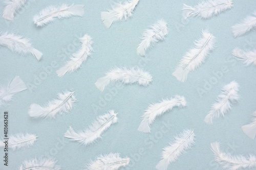 Top view of many beautiful whites on a blue background