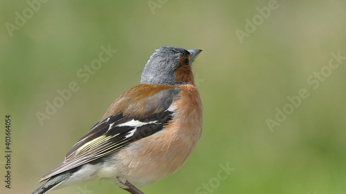 Chaffinch sitting on a fence UK