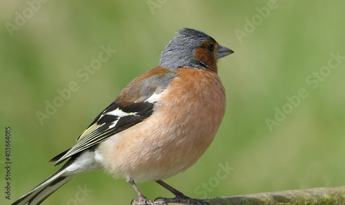 Chaffinch sitting on a fence UK © peter