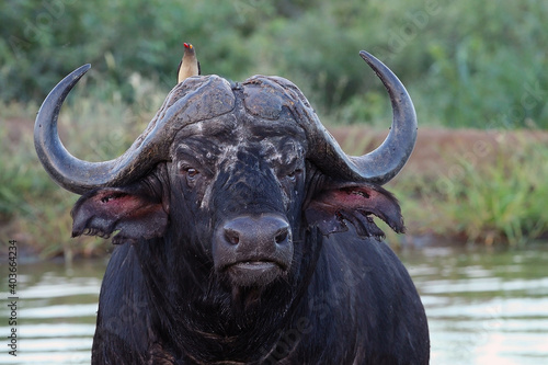 The African buffalo or Cape buffalo (Syncerus caffer), portrait of an adult bull with oxpecker