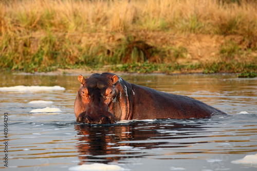 The common hippopotamus (Hippopotamus amphibius), or hippo resting in water