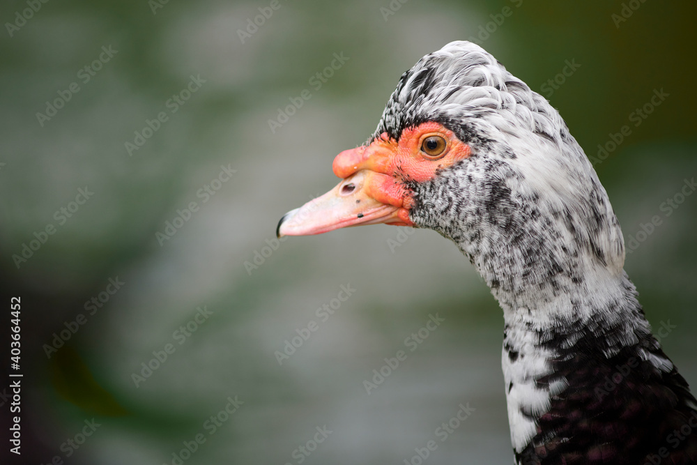 Photograph of a Cairina moschata duck in María Louisa Park, Seville, Spain Photograph of a Cairina moschata duck in María Louisa Park, Seville, Spain