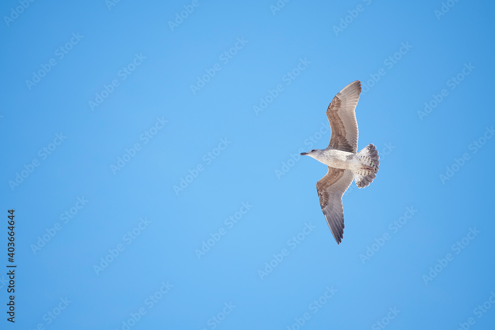 Photograph of a seagull flying on the Rompido beach, Huelva. Photograph of a seagull flying on the Rompido beach, Huelva.