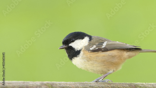 Coal Tit sitting on a gate in UK © peter