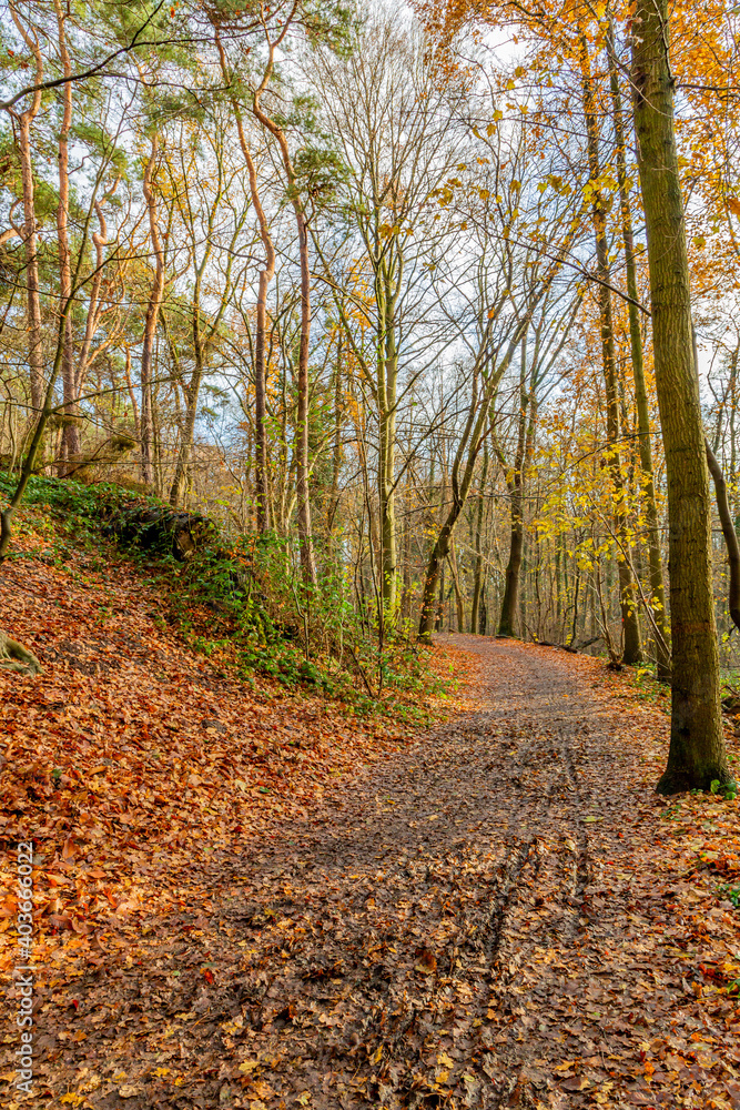 Autumn trees on a hill with a small dirt trail covered with dry leaves, cold sunny day in a nature reserve in Sweikhuizen, South Limburg, The Netherlands Autumn trees on a hill with a small dirt trail covered with dry leaves, cold sunny day in a nature reserve in Sweikhuizen, South Limburg, The Netherlands